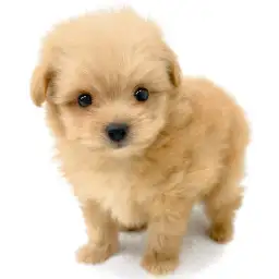 MIX（ポメラニアン×トイプードル）