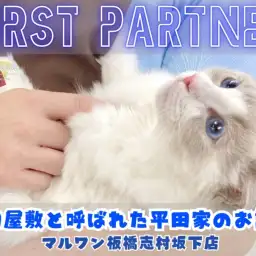 【 ファーストパートナー 】マルワン板橋志村坂下店スタッフ平田の愛猫物語！