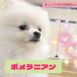 【 ほっこり北通vol.198 】遊ぶの大好き！！元気なポメラニアン男子の日常