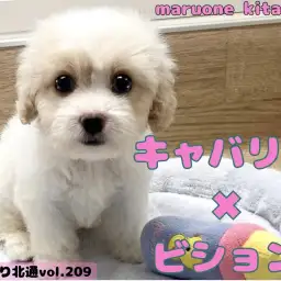 【 ほっこり北通vol.209 】キャバションくんのしっぽフリフリが止まらない！