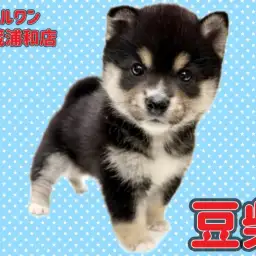 【 豆柴 】KC認定豆柴！希少な黒豆柴の男の子が埼玉浦和に登場