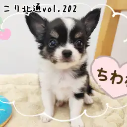 【 ほっこり北通vol.202 】母性本能をくすぐる甘えん坊なチワワの男の子