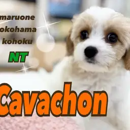 【 キャバリア×ビションフリーゼ 】ぬいぐるみ感満載!MIXキャバションが入店