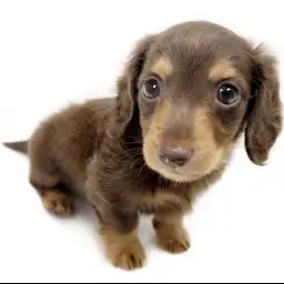 ミニチュア・ダックスフント