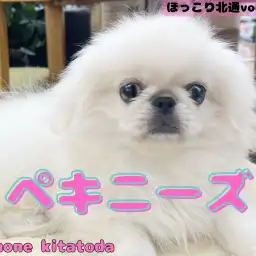 【 ほっこり北通vol.199 】愛嬌No.1！生後3ヶ月を迎えた穏やかな女の子