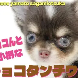 【 チワワ 】秋先取りのビターチョコカラー! 写真映え抜群の小さめチワワをご紹介