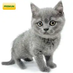 ブリティッシュショートヘア