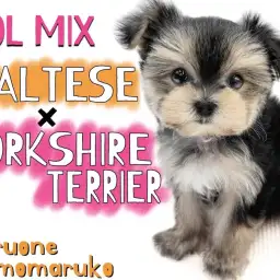 【 MIX 】マルチーズとヨークシャーテリアの可愛いを全部もらったマルキー！