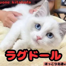 【 ほっこり北通vol.211 】 美しい色合いのプリンセスラグドールちゃん！