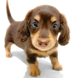 ミニチュア・ダックスフント
