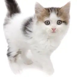 ノルウェージャンフォレストキャット