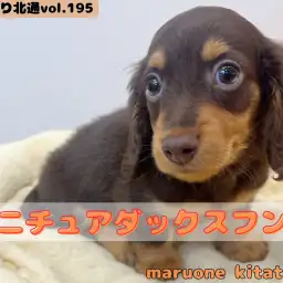 【 ほっこり北通vol.195 】深みのあるチョコタンカラーの甘えん坊王子様入店！