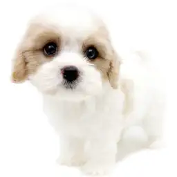 MIX（キャバリアキングチャールズスパニエル×ビションフリーゼ）