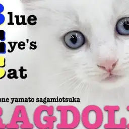 【 ラグドール 】未来の美しさを秘めた優雅と純真を持つブルーポイントバイカラー