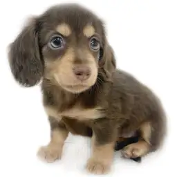 ミニチュア・ダックスフント