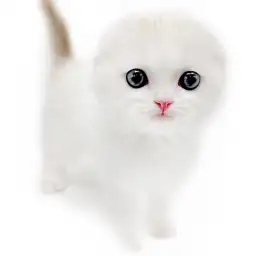 スコティッシュフォールド