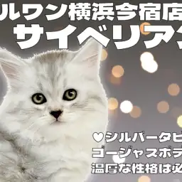 【 サイベリアン 】初心者必見！シルバータビーが美しい甘え上手で温厚な男の子！