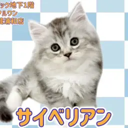 【 サイベリアン 】美しいシルバータビー&ホワイトの男の子が埼玉浦和に登場