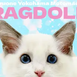 【 ラグドール 】青い瞳のぬいぐるみキャットが横浜元町にやってきた!