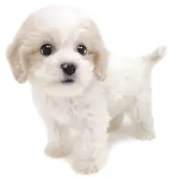 MIX（キャバリアキングチャールズスパニエル×ビションフリーゼ）