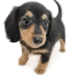 カニンヘン・ダックスフント