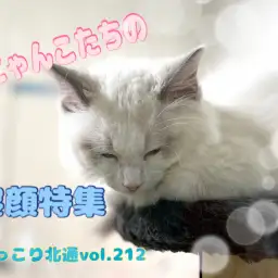 【 ほっこり北通vol.212 】 猫ちゃんたちの幸せ夢時間