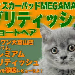 【 ブリティッシュショートヘア 】容姿・性格二重丸!大倉山のプレミアムニャンコ!