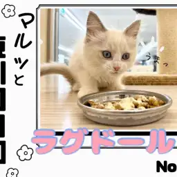 【 マルっと東川口日和No.58 】純白の美少女！癒し系ラグドール現る！