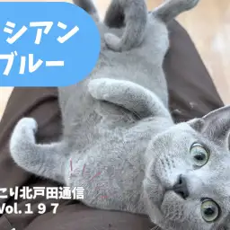 【 ほっこり北通Vol.197 】気品溢れる脱力系甘えん坊ロシアンブルーくん