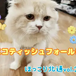 【 ほっこり北通vol.200 】店内は俺の庭！どこでもくつろげるスコくん