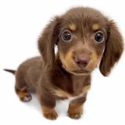 ミニチュア・ダックスフント