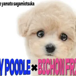 【 MIX 】癒しと可愛さの最前線!プードルとビションのミックス、ビションプー!