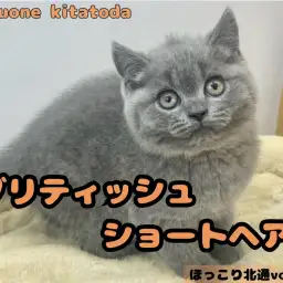 【 ほっこり北通vol.210 】大福のように包み込んでくれるブリティッシュ入店