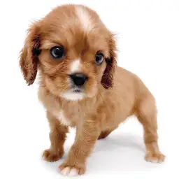 キャバリア・キングチャールズ・スパニエル