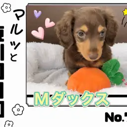 【 マルっと東川口日和No.70 】へそ天メンテナンスに挑戦したダックスちゃん!