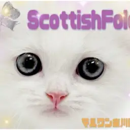 【 スコティッシュフォールド 】レアカラーと唯一無二の模様に注目!困り顔スコ到来