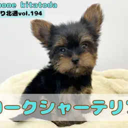 【 ほっこり北通vol.194 】埼玉県に手乗りサイズのミニマムヨーキー登場！