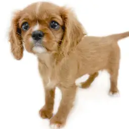 キャバリア・キングチャールズ・スパニエル