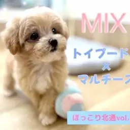 【 ほっこり北通vol.206 】カフェラテ色のMIX犬プーマルちゃん入店！