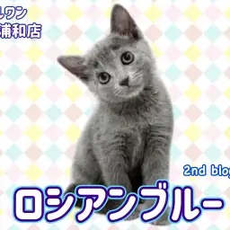 【 ロシアンブルー 】 輝く瞳と美しい毛色をもつ甘えん坊な女の子!