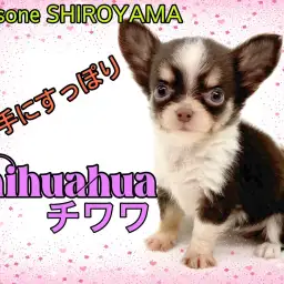 【 チワワ 】1年に1度の逸材！可愛すぎるチョコタン&ホワイトの小さな女の子