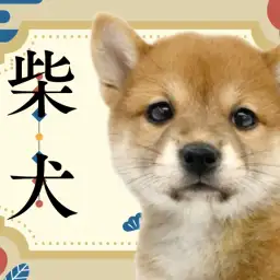 【 柴犬 】まさに大和撫子!和犬で人気No.1の柴ちゃんが志村坂下店に登場!