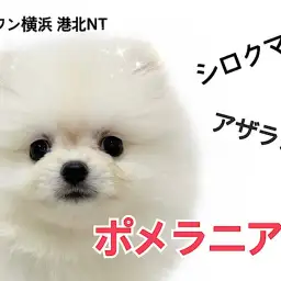 【 ポメラニアン 】シロクマ?アザラシ?爆毛クリームポメちゃんが仲間入り!