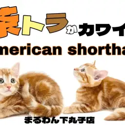 【 アメリカンショートヘア 】茶トラ猫が好きな方必見! 優しい表情の女の子!