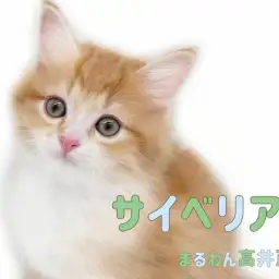 【 サイベリアン 】息をのむほどに美しいお顔の男の子は超甘えん坊な癒し系！