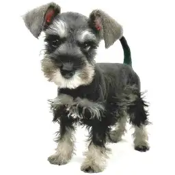 ミニチュア・シュナウザー