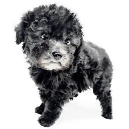 トイ・プードル