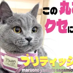 【 ブリティッシュ 】ずっと一緒に居たくなる!むっちりボディに詰まった可愛らしさ