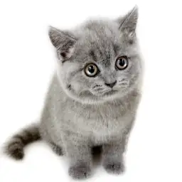 ブリティッシュショートヘア