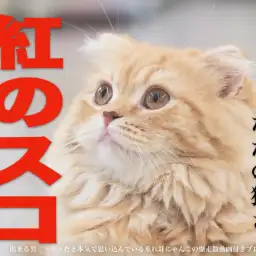 【 スコティッシュフォールド 】お散歩できない猫はただの猫さ。